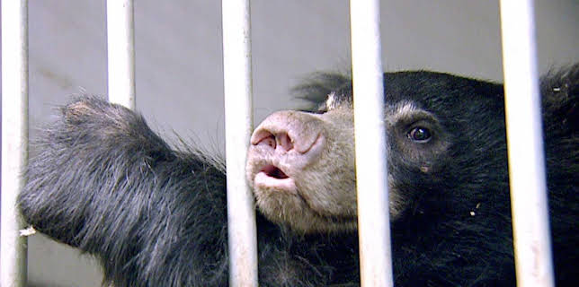 14:25: Elefant, Tiger & Co. (234) | MDR Fernsehen | 1/20 2026