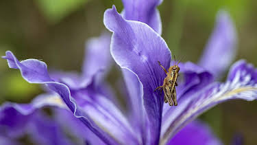 11:00: Schnittgut. Alles aus dem Garten | ARD Alpha | 2/17 2026