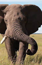 Keith Scholey como Director