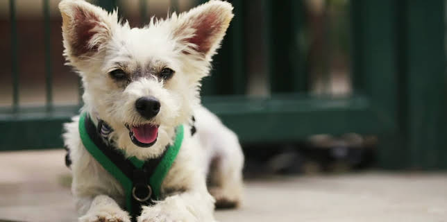 16:20: Hundehuset: Grant | NRK 2 | 1/19 2026