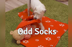 Dog Years: Odd Socks