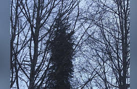 Alone Season 1: Triumph