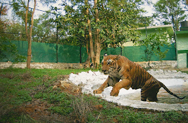 Dyreredning i jungelen: Tigers Fortelling, En