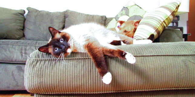 16:00: My Cat From Hell (S6 E6) (S6) | Animal Planet | 2/14 2026