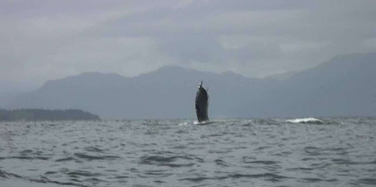Paddle to Seattle: Journey Through the Inside Passage (2009)
