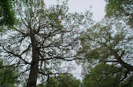 Pope and Swift: Literary Road Trip with Frank Skinner and Denise Mina: Episode 1