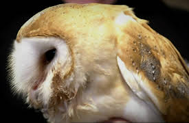 The Bionic Vet: Episode 6