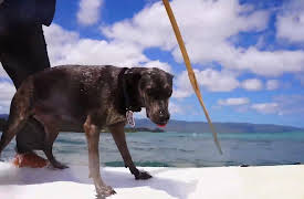 Pets in Paradise: Surf's Up!