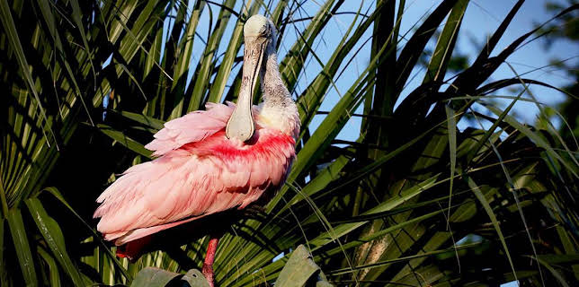 2:30 PM: Natural World | BBC Two | 11/12 2025