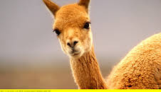 Die Anden - Natur am Limit