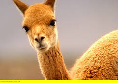 Die Anden - Natur am Limit