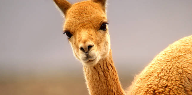 14:45: Die Anden - Natur am Limit | 3SAT | 3/2 2026