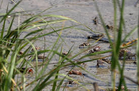 Changing Seas: At the Waters Edge The Salt Marsh