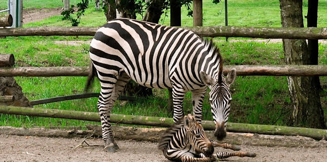 11:55: Seehund, Puma & Co. | WDR Fernsehen | 11/26 2025