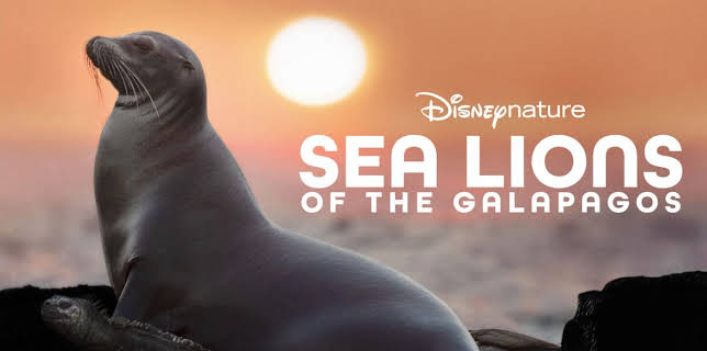 Sea Lions of the Galapagos (2025)