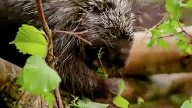 2:45 PM: Animal Park | BBC Two | 8/20 2026