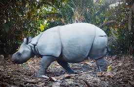 The Wild Ones: Rhinos