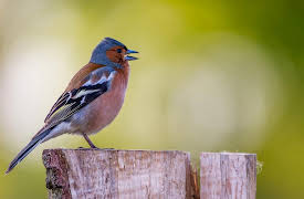 Music and the Brain: Seeking an Evolutionary Theory of Music