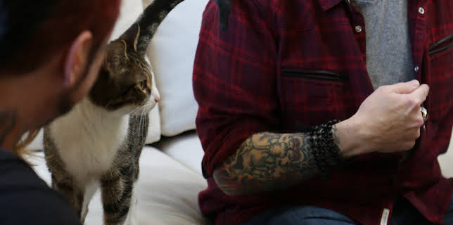 16:00: My Cat From Hell (S8 E12) (S8) | Animal Planet | 12/2 2025