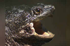 American River Renegades Season 1: Troubled Waters