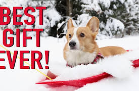 Topi the Corgi: Christmas Day