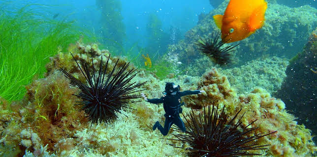 10:45: Andys ville vasseventyr: Andy og kråkebollane | NRK Super | 12/5 2025
