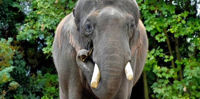 16:10: Leopard, Seebär & Co. (166) | Das Erste | 1/19 2026