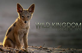 Wild Kingdoms: Desert Survivors