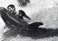 The Girl Who Talked to Dolphins