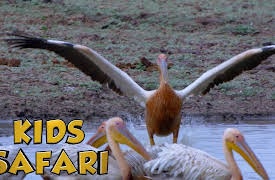 Kids Safari: So Many Stripes