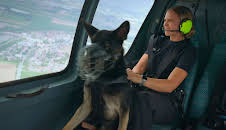 Animal Takeoff – Sturzflug mit Hund