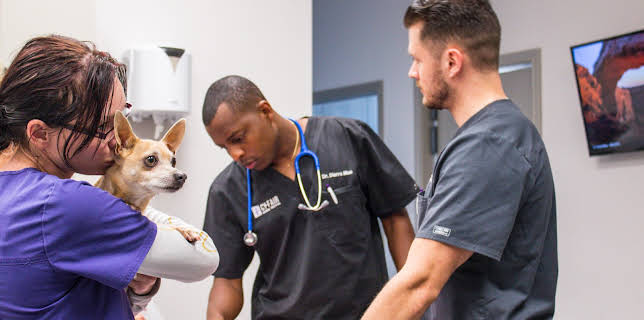 02:15: The Vet Life (S2 E15) (S2) | Animal Planet | 12/20 2025