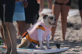 Mascotas estrellas: En la cresta de la ola