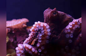 Nature's Strangest Mysteries: Solved Season 1: Octopus Throwdown!