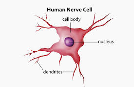 Understanding the Brain: Central Nervous System—Internal Organization