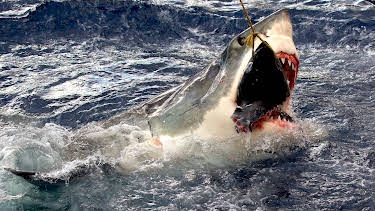 04:45: Legend of Deep Blue | Animal Planet | 1/8 2026