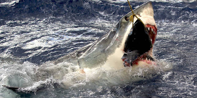 02:15: Legend of Deep Blue | Animal Planet | 12/1 2025