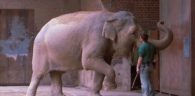 10:35: Elefant, Tiger & Co. (296) | MDR Fernsehen | 1/14 2026