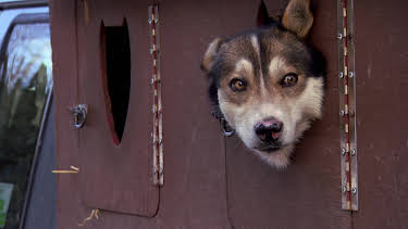 08:30: Dyrlegen i Rocky Mountain (S1 E4) (S1) | Animal Planet | 3/27 2026