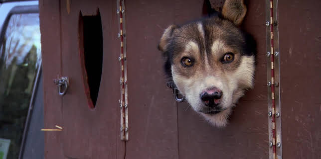 18:00: Dyrlegen i Rocky Mountain (S1 E4) (S1) | Animal Planet | 12/4 2025