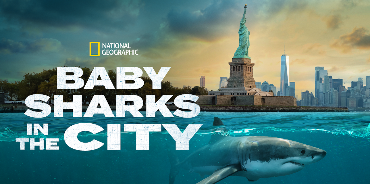 Baby Sharks in the City (2024)