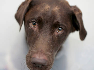 17:25: Der Super-Doc - Einsatz für 4 Pfoten | Sixx | 4/26 2026