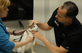 The Vet Life: Episode 7