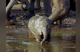 The Elephants' Empire: Growing Up