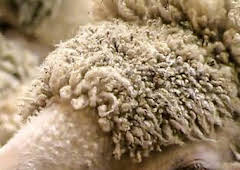 ¿Cómo lo hacen?: Episodio 15