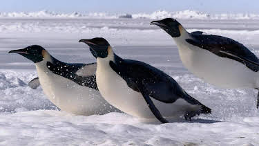 5:00 PM: Frozen Planet (S1 E5) (S1) | Yesterday | 1/1 2026