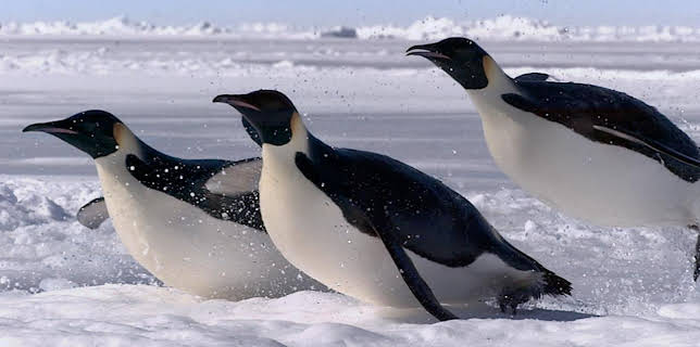 4:00 PM: Frozen Planet (S1 E5) (S1) | Yesterday | 1/1 2026