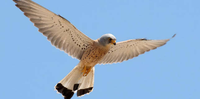 16:09: Griechenland - Herrscher der Lüfte | Arte | 11/25 2025