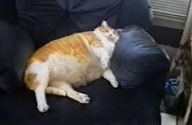 Funniest Pets and People: Season 1: Episode 219