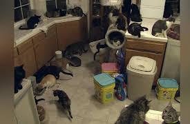 Confessions: Animal Hoarding Season 1: Lolette and Robin